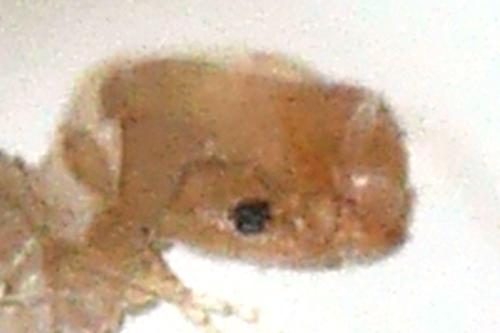 Liposcelis sp.